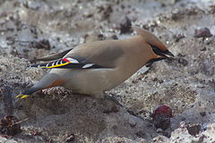 Bombycilla garrulus garrulus