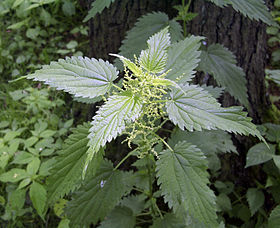 Urtica dioica subsp. dioica