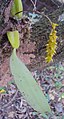 Bulbophyllum sterile 02. 
 JPG