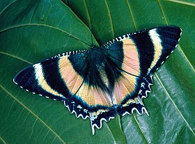 Alcides metaurus é a espécie mais meridional do gênero Alcides, habitando o nordeste da Austrália.