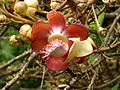 Blüte eines Kanonenkugelbaums