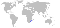 Miniatura per Cephaloscyllium sufflans