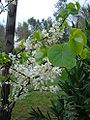 栽培種「アルバ」の白い花