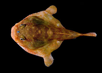 Vue dorsale d'un Chaunax stigmaeus pêché près des côtes de la Caroline du Nord. (définition réelle 2 500 × 1 792)