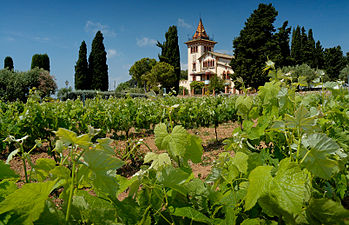 25/04: Finca Clos la Plana, a Sant Pere de Ribes, amb vinyes d'ull de llebre en primer terme.