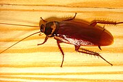 180px-Cockroachcloseup.jpg