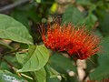 Inflorescence de Combretum rotundifolium