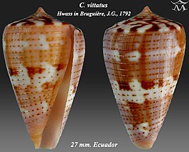 Conus vittatus