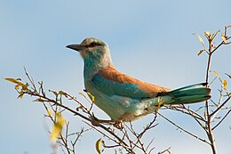 Európai szalakóta (Coracias garrulus)