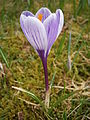 Crocus 'Pickwick'