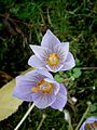 Crocus kotschyanus