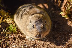 Description de l'image Ctenomys sericeus 216930243.jpg.