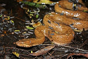 Tropidophis melanurus