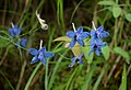 Blue Delphinium flower