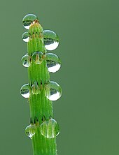 Trieb eines Teich-Schachtelhalms mit austretenden Wassertröpfchen