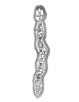 Dicyema macrocephalum