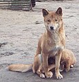 Canis lupus dingo