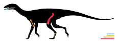 Skeletal diagram of D. scytobrachion showing known fossil material