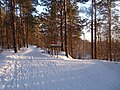 Kloostrimetsa forest in winter