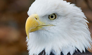 English: Bald eagle