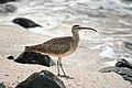 On Española Island, Galapagos