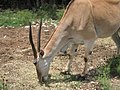 Taurotragus oryx