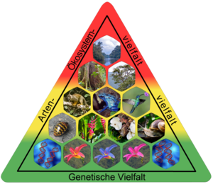 Die drei (wesentlichen) Ebenen der Biodiversität (Beispiel: Tropischer Regenwald Ecuadors)