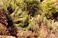 Akurma: Equisetum giganteum, Pitunilla