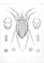 Miniatura para Copidognathus lamellosus