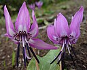 Erythronium japonicum Katakuri in Kyoudatake okuetsu 2002-5-22.jpg