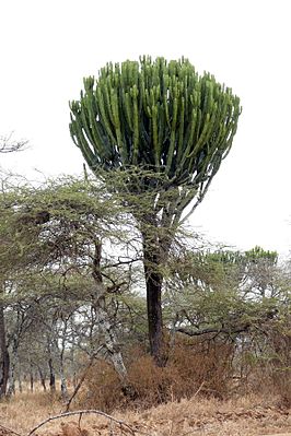 Euphorbia candelabrum