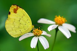 台湾黄粉蝶 Eurema alitha