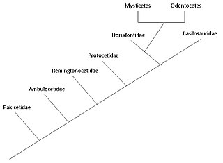 A phylogenetic tree showing the relationships among cetacean families. Evolutionary pathway.jpg