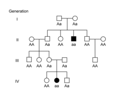 An example of a pedigree for an autosomal recessive condition Example autosomal recessive pedigree.png