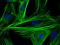 Vignette pour Immunofluorescence