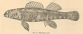 Etheostoma zonale