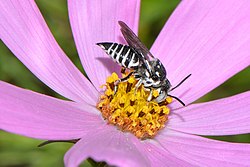 Coelioxys froggatti