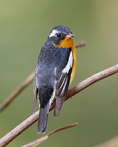 Mugimaki flycatcher, by JJ Harrison