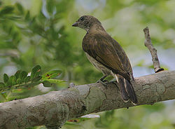 Intianhunajaopas (Indicator xanthonotus)