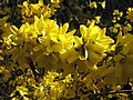 Forsythia intermedia 'Spectabilis'