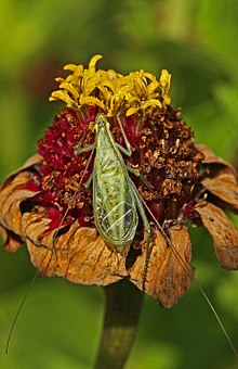 Oecanthus quadripunctatus