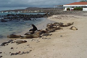 Галапагосские морские львы в Пуэрто-Бакерисо-Морено