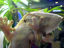 Gecko climbing a glass surface Gecko Leaftail 1.jpg