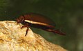 Giant Predaceous Diving Beetle 156.jpg