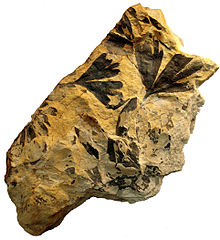 Colour photograph of a fossil of gingkoites