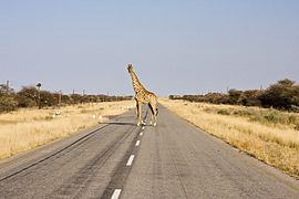 Juli 2010:Giraffe auf der C40 zwischen Otjikondo und Outjo (Namibia)