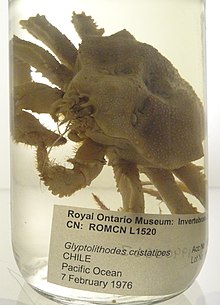 Glyptolithodes cristatipes - Royal Ontario Museum - DSC00187.JPG