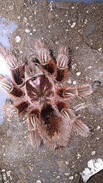 Tarantula Gramotola Rosea