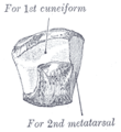 Het linker os cuneiforme intermedium, van anteromediaal