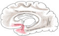 Diagram showing principal systems of association fibers in the cerebrum. (Uncinate fasc. visible at lower left, in red.)